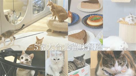 5家大台北貓咪餐廳咖啡廳推薦！40隻貓咪中途咖啡廳/特色貓咪酒 .